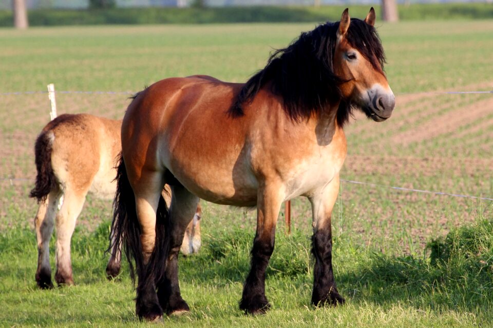Cold blooded animals paddock pasture