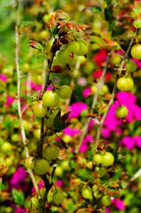 Sour green soft fruit