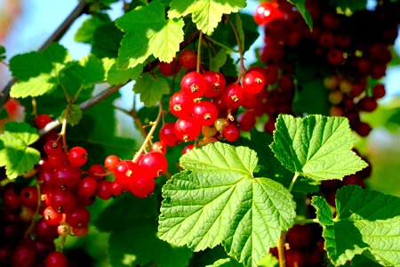 Fruit fruits soft fruit