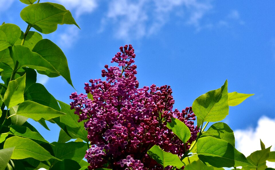 Lilac branch plant blossom
