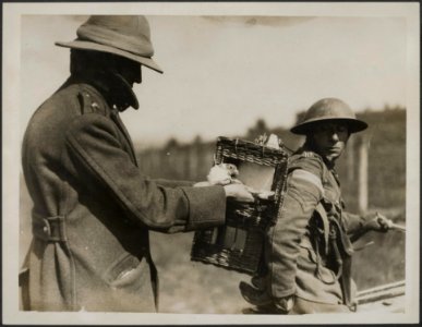 Despatch riders carry pigeons in special baskets to the Brigade, Bestanddeelnr 158-2185