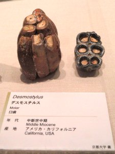 Desmostylus - Kyoto University Museum - DSC06415