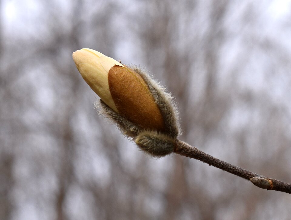 Shrub garden flower bud
