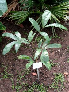 Desmoncus orthacanthus - Botanischer Garten Freiburg - DSC06301