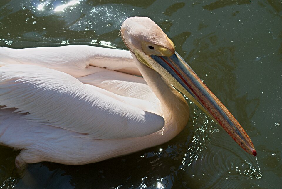 The zoological garden hluboká animal