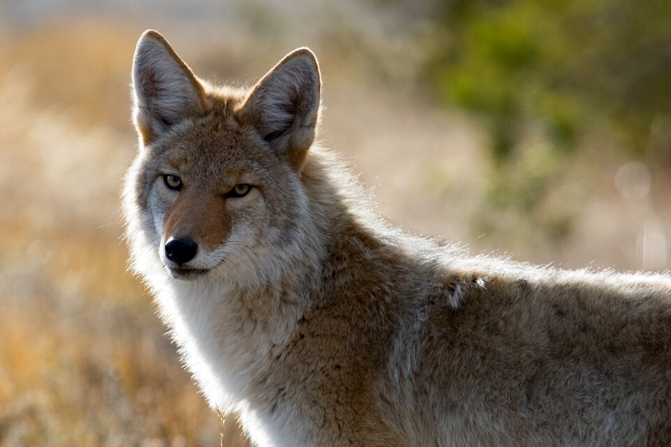 Park wild canine photo