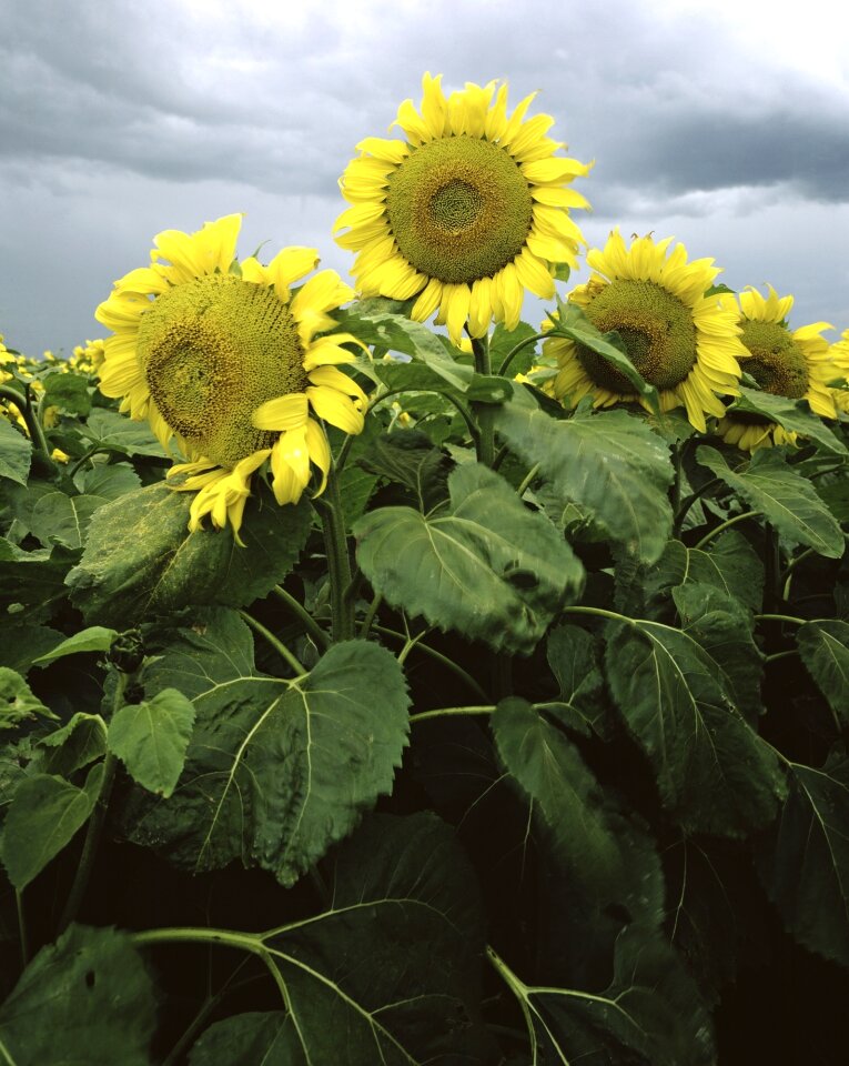 Yellow field blossoms photo