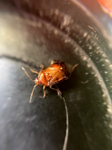 Deraeocoris lutescens 107570251