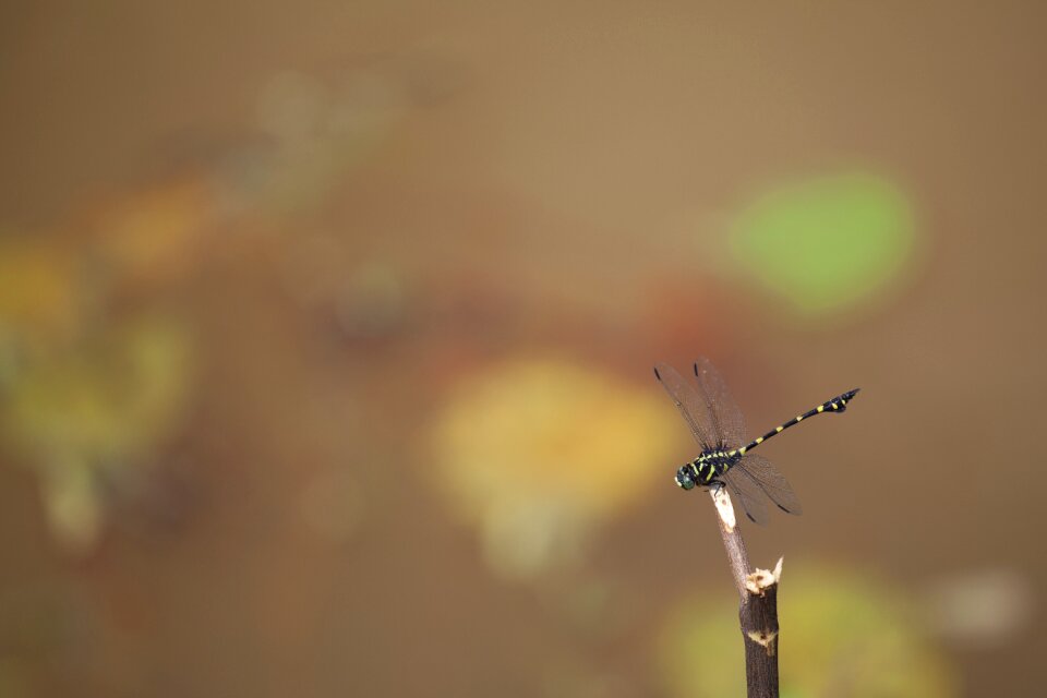 Dragonfly insect macro