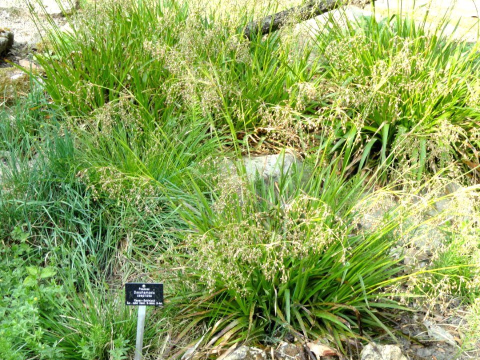 Deschampsia cespitosa - Botanischer Garten Freiburg - DSC06452