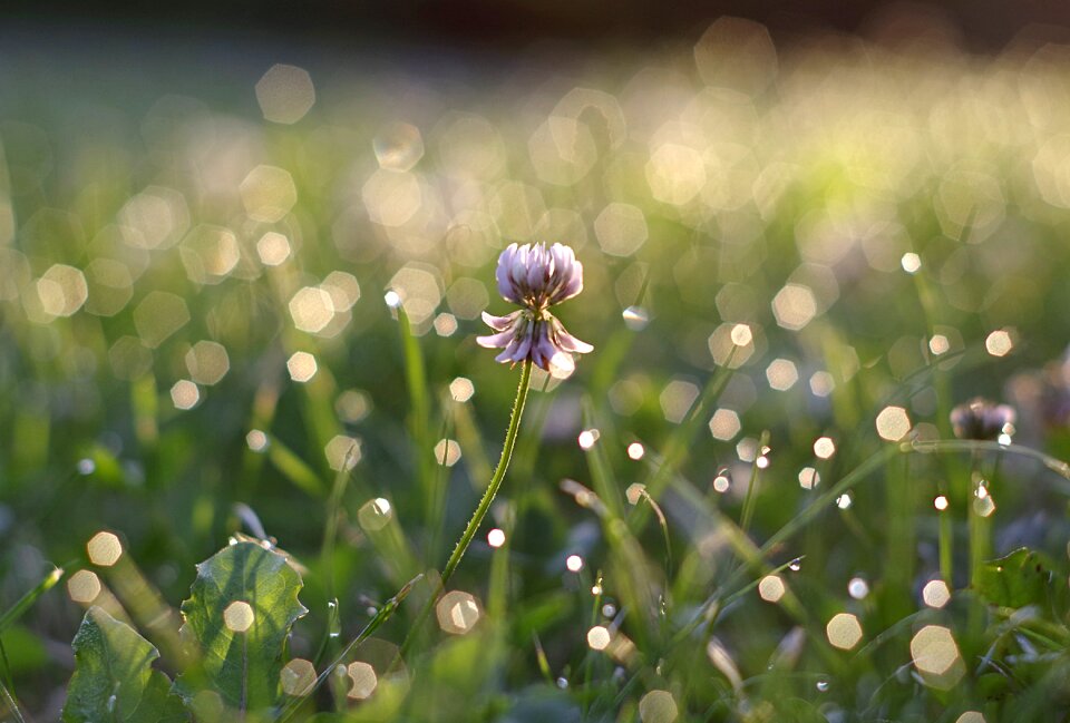 Grass blade glow