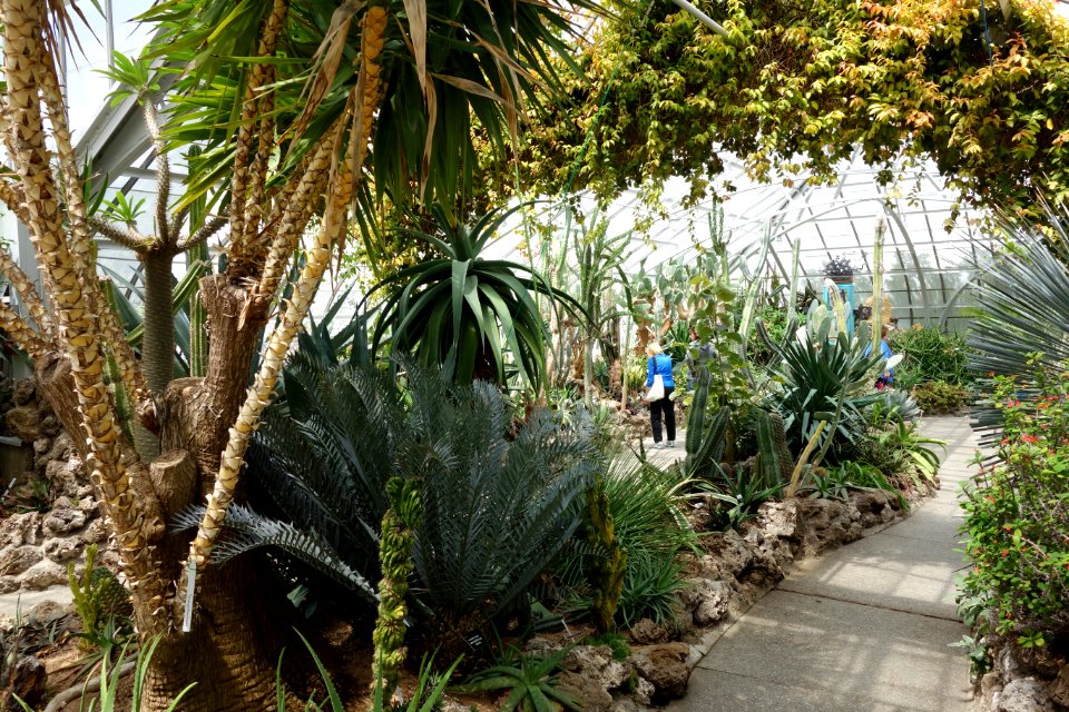 Desert House - Krohn Conservatory - DSC03560