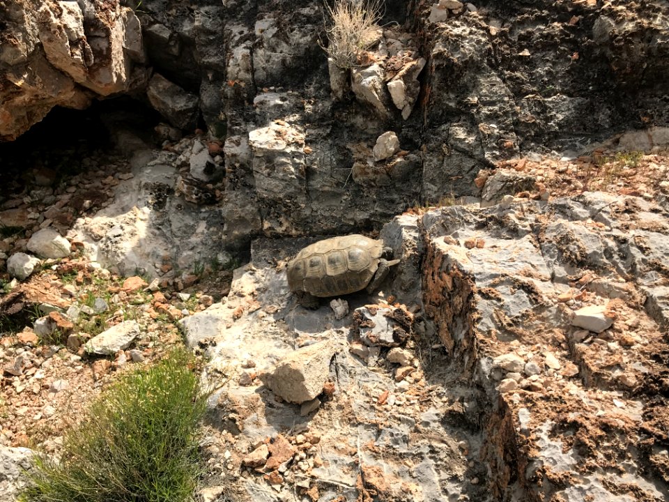 Desert tortoise with habitat background at Red Rock National Conservation Area