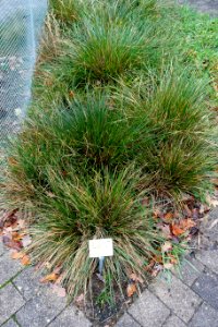 Deschampsia cespitosa - Botanischer Garten - Heidelberg, Germany - DSC00868