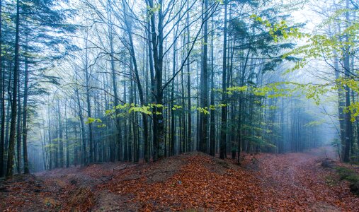 Fog path spring photo