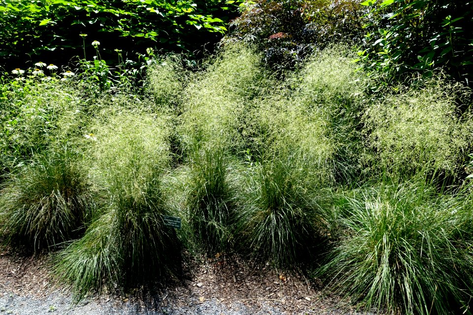 Deschampsia cespitosa 'Schottland' - Coastal Maine Botanical Gardens - DSC03170