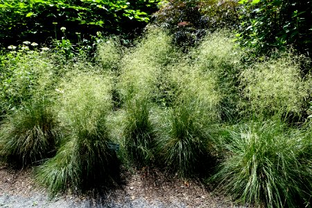 Deschampsia cespitosa 'Schottland' - Coastal Maine Botanical Gardens - DSC03170