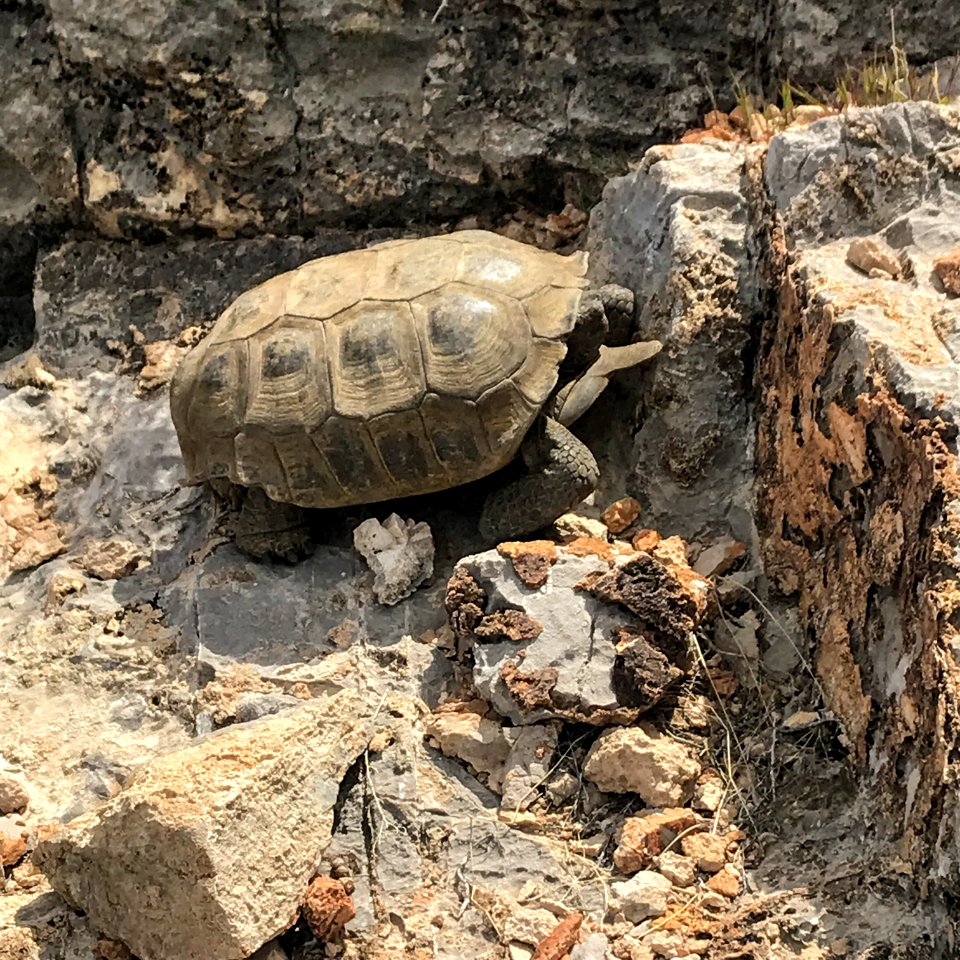 Desert tortoise at Red Rock National Conservation Area