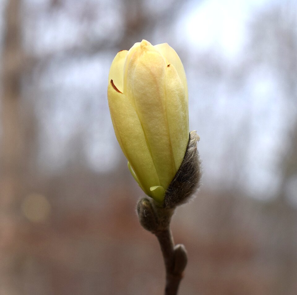 Shrub garden flower bud photo