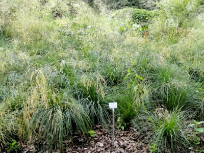 Deschampsia cespitosa - Palmengarten Frankfurt - DSC01999