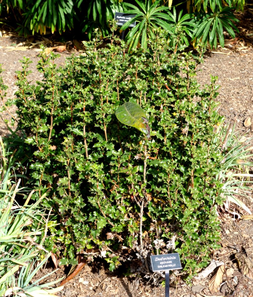 Desfontainia spinosa - Mendocino Coast Botanical Gardens - DSC02004