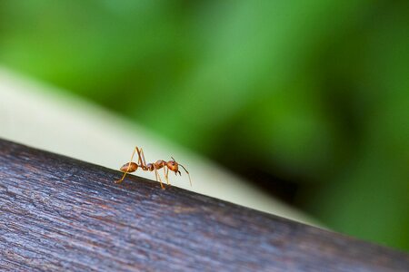 Insect nature arthropod
