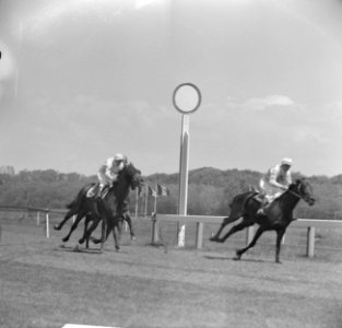 Derby op Duindigt (Flocondor), Bestanddeelnr 913-9895