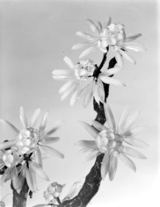 Detail van een glasplant van de fa Marie Chauvel Décoration, Bestanddeelnr 190-0837 photo