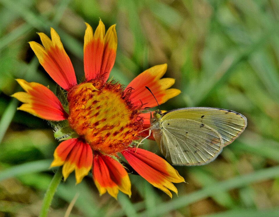 Sulphur butterfly little sulphur little sulfur