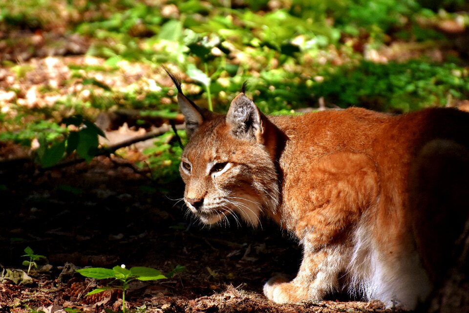 Big cat predator wildpark poing