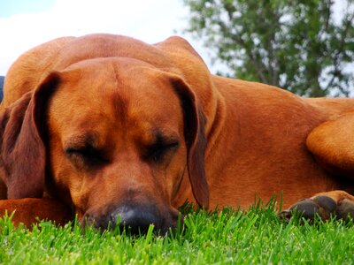 Sleeping pet ridgeback photo