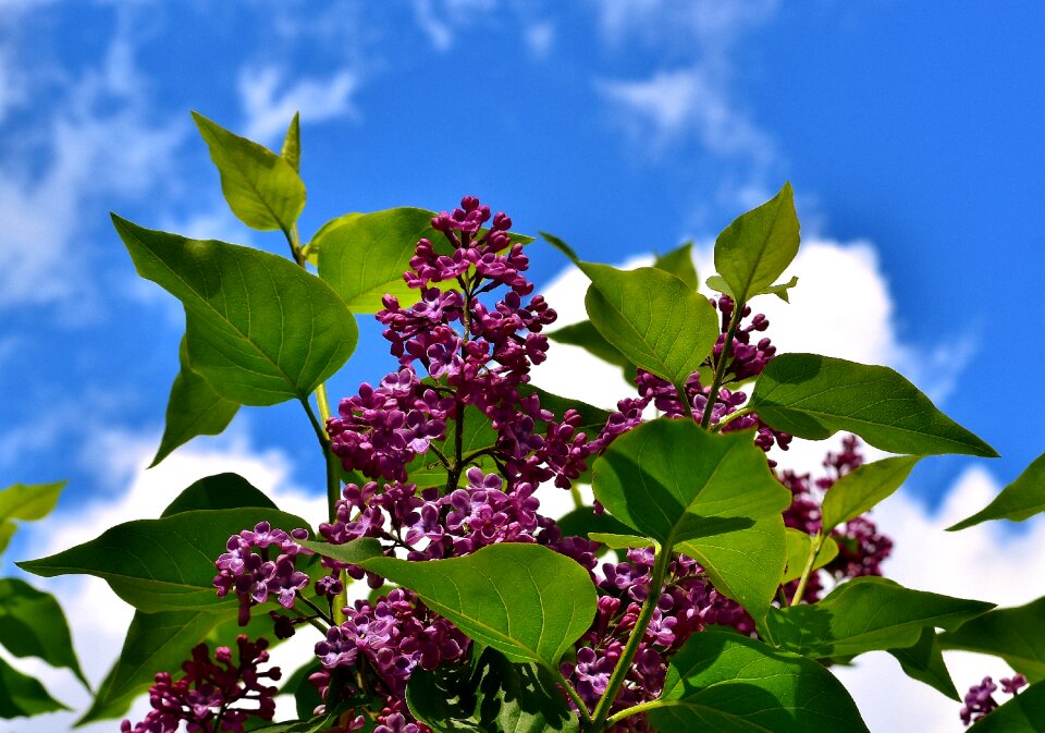 Lilac branch plant blossom