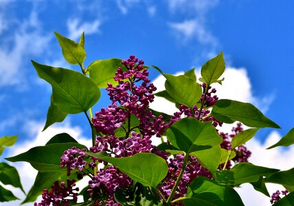 Lilac branch plant blossom photo