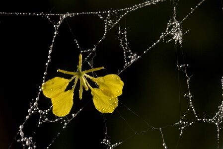 Dew drops flower photo