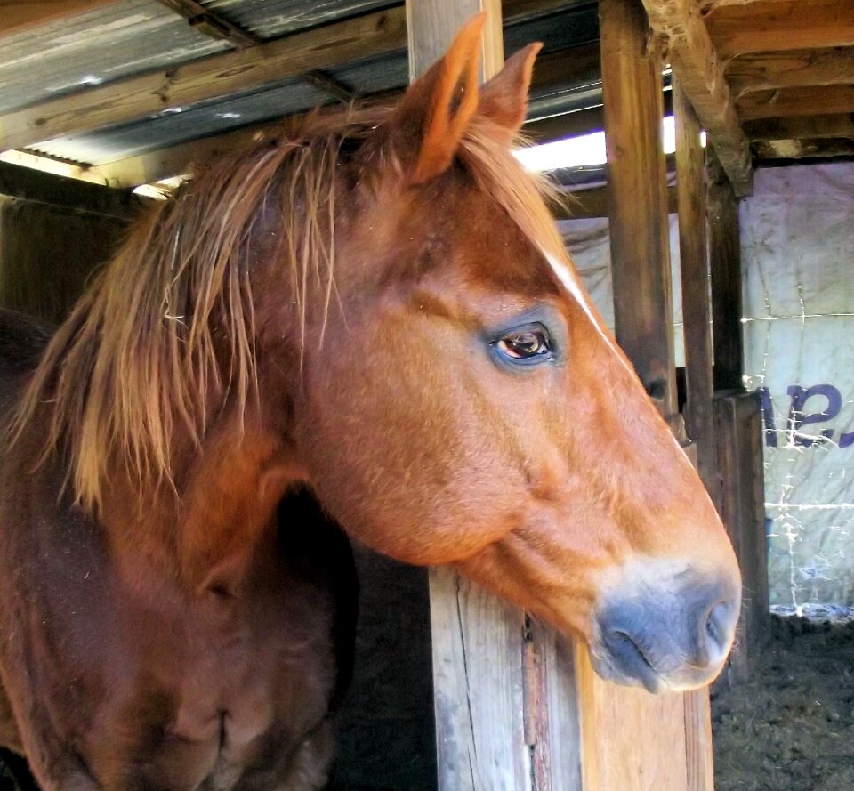 Quarter horse whole horse gelding