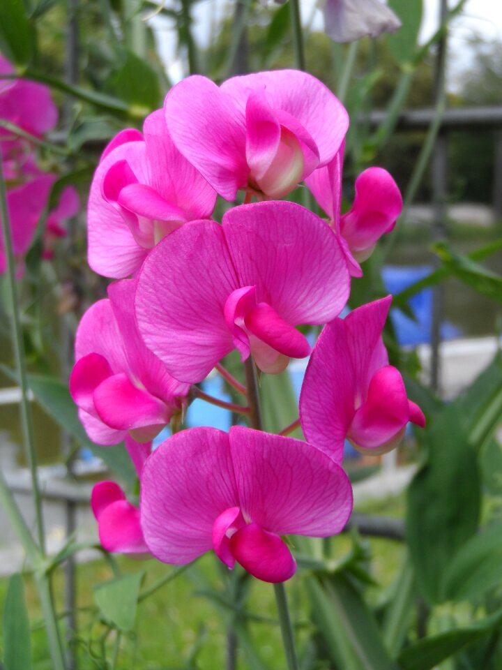Pink fabaceae krautig
