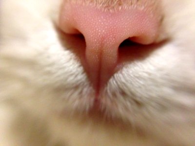 Detail of the nose of a cat photo