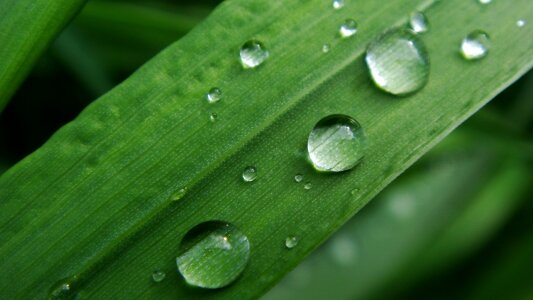 Drop grass raindrop