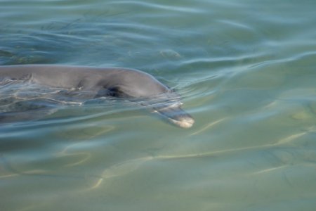 Dolphin - Monkey Mia, WA