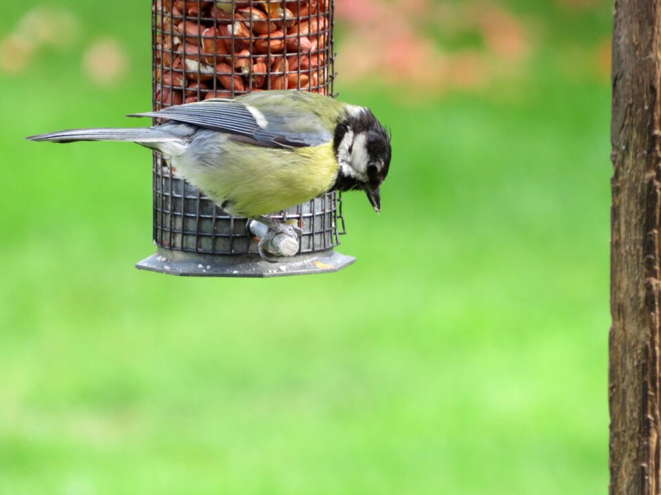 Feeding bird-table great