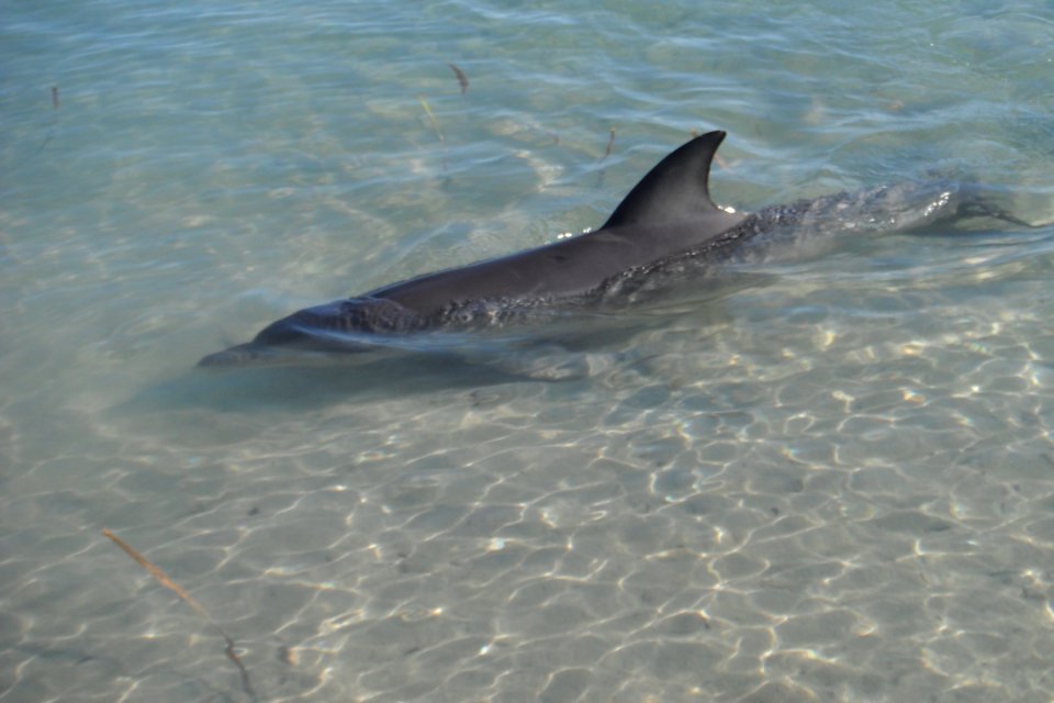 Dolphin - Monkey Mia, WA 2