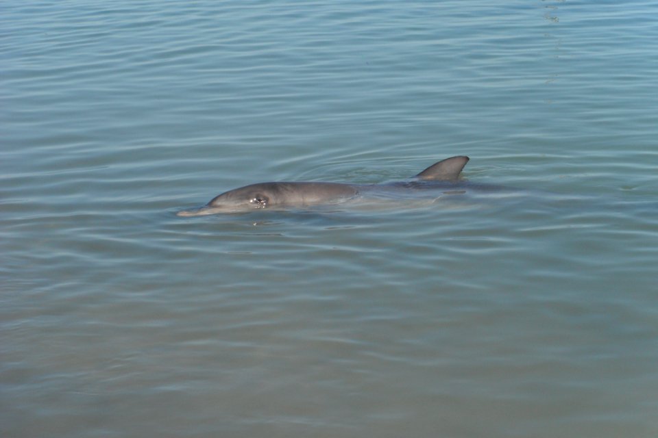 Dolphin - Monkey Mia, WA 3