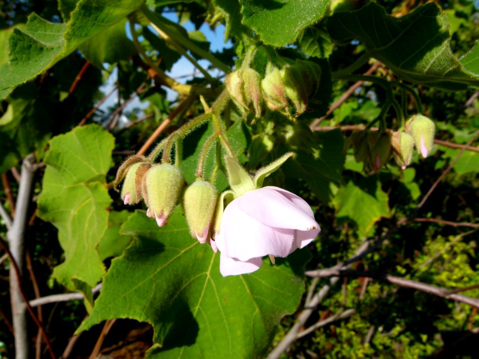 Dombeya burgessiae