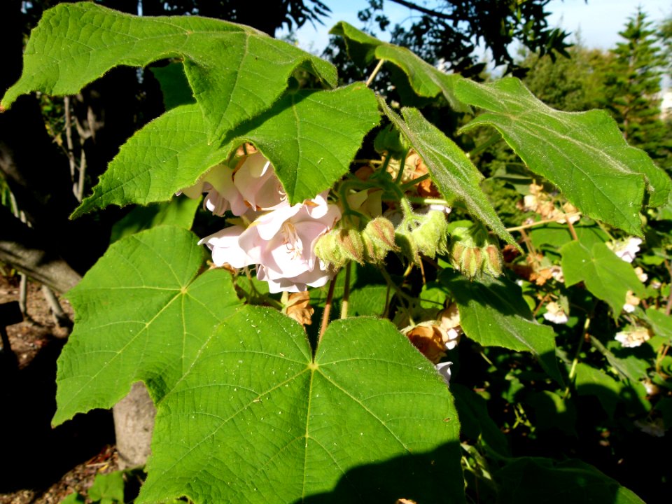 Dombeya burgessiae Montjuic