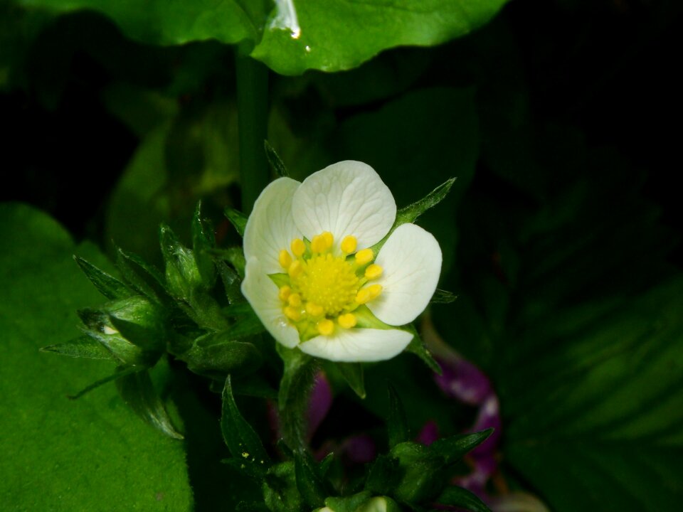 Drop flower strawberries
