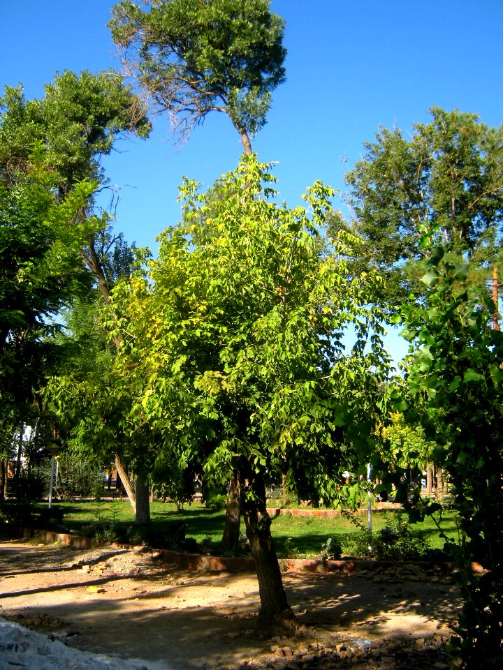 Dome - Garden - al Mahruq - Nishapur 3
