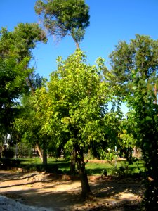 Dome - Garden - al Mahruq - Nishapur 3
