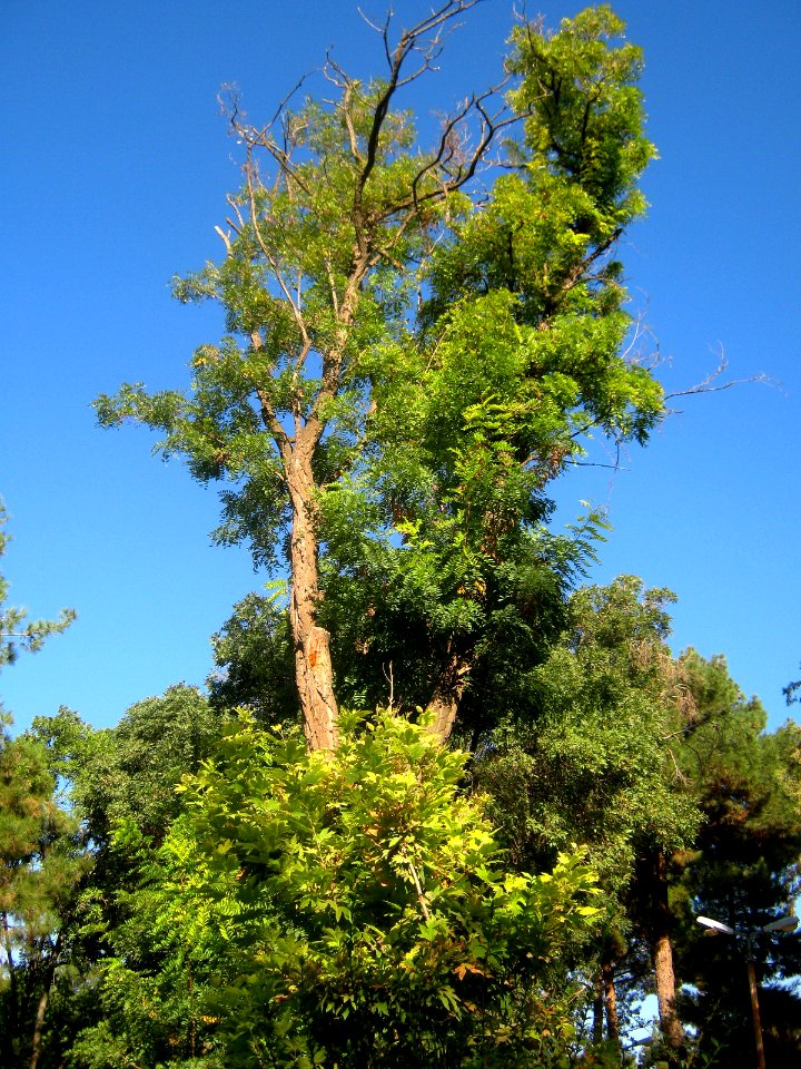 Dome - Garden - al Mahruq - Nishapur 4