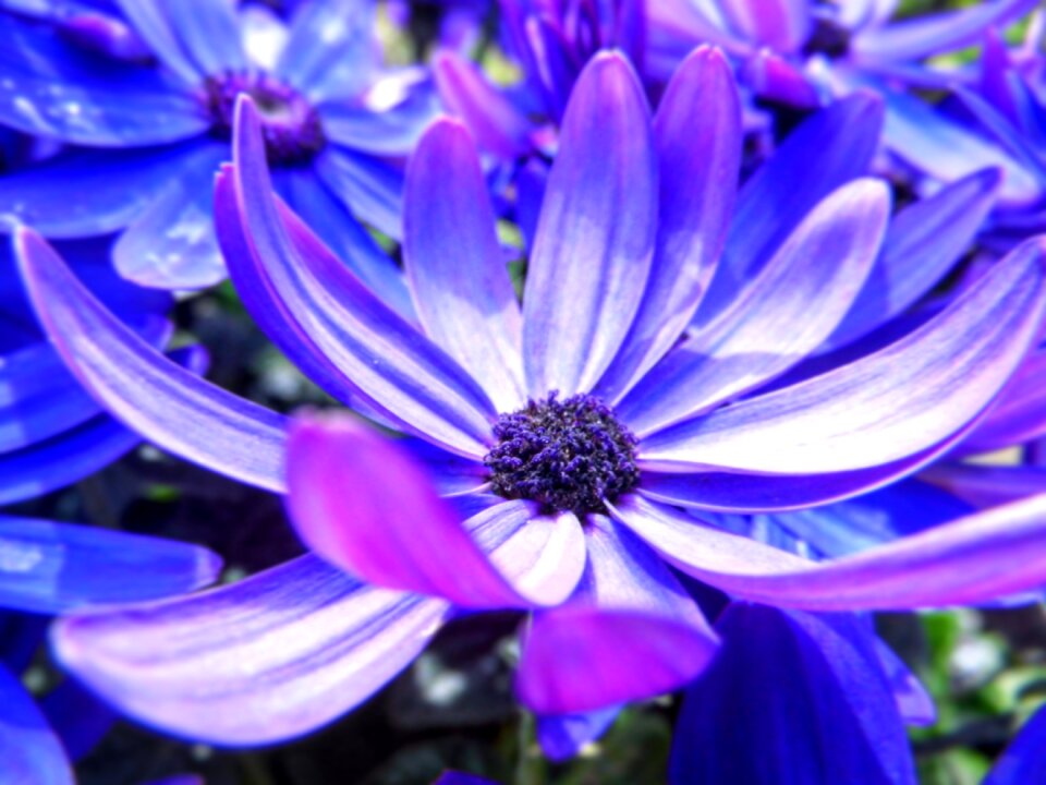 Spring wild flower flower