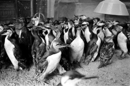 Door olie vervuilde vogels in De Horst in Bergen, Bestanddeelnr 932-4523